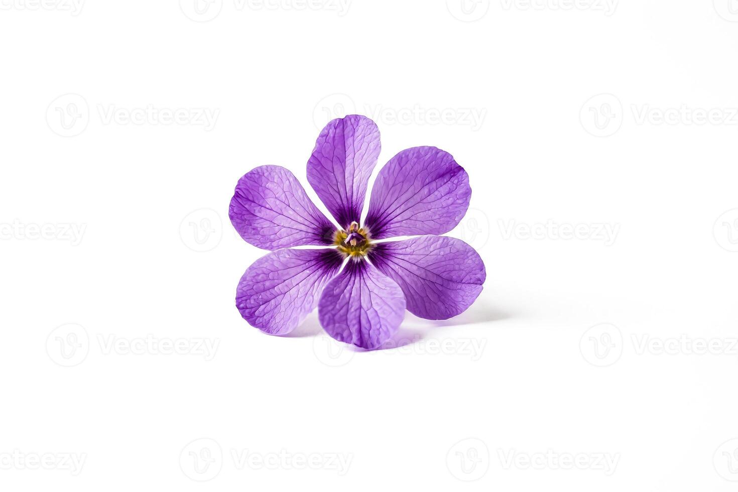 Single Purple Flower on White Background photo