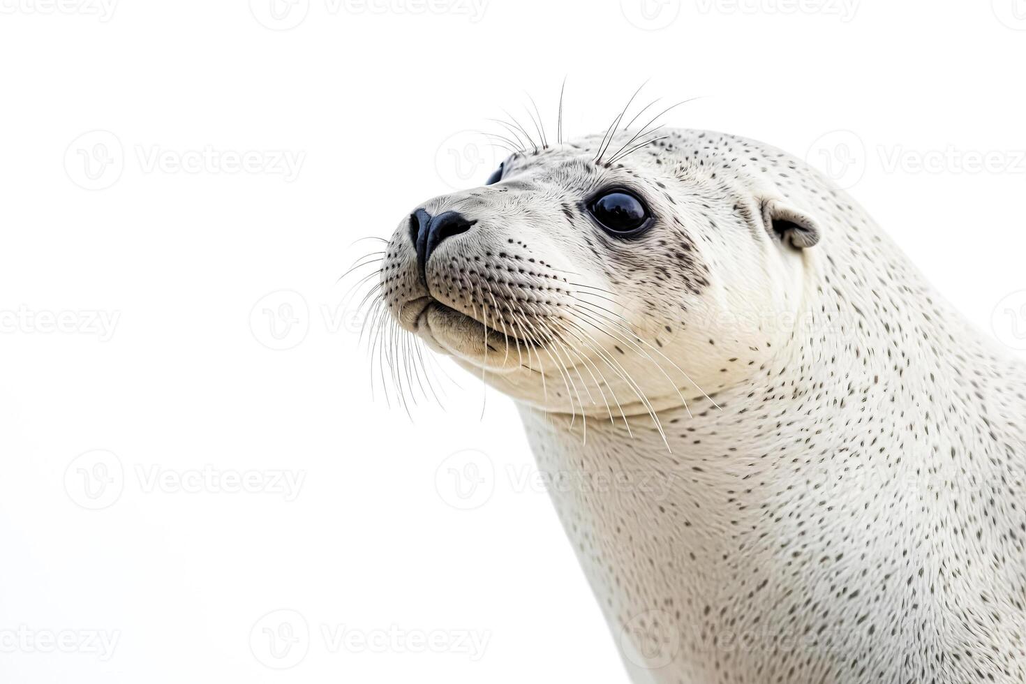 Close-up of a Harbor Seal's Face photo