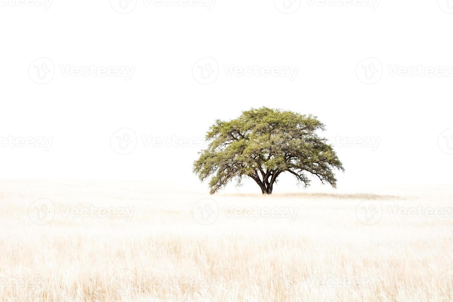 Solitary Tree in a Field of Grass photo