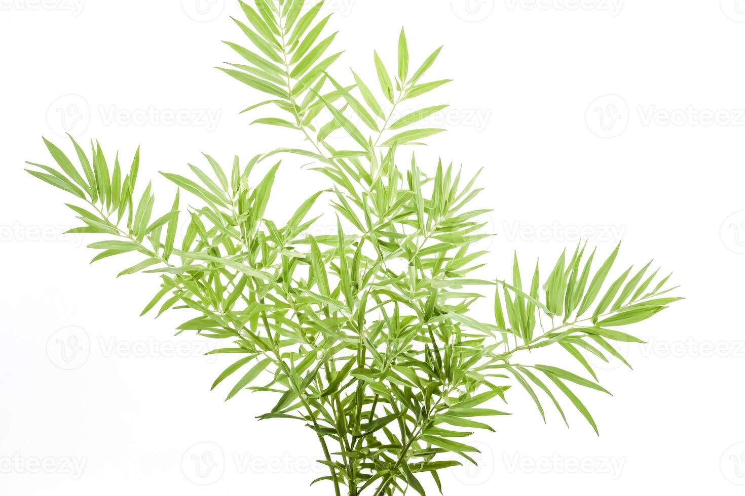 Green Palm Leaves on White Background photo