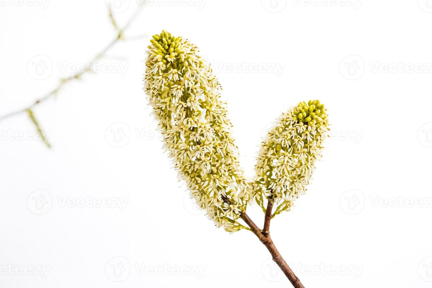 White Flowers on a Branch photo