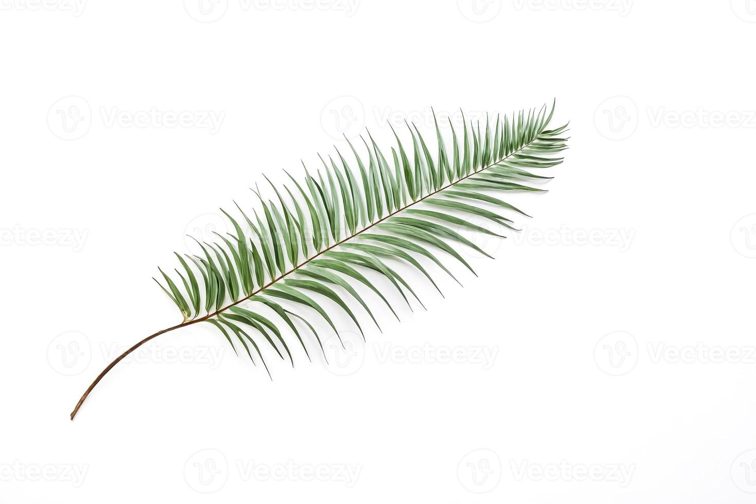 Palm Leaf on White Background photo