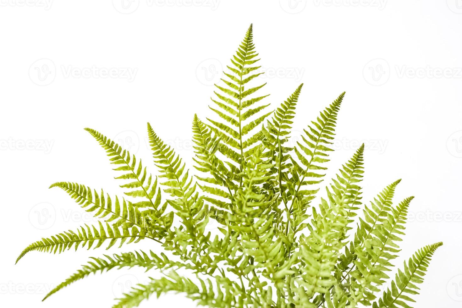 Close-up of Green Fern Fronds Isolated on White Background photo