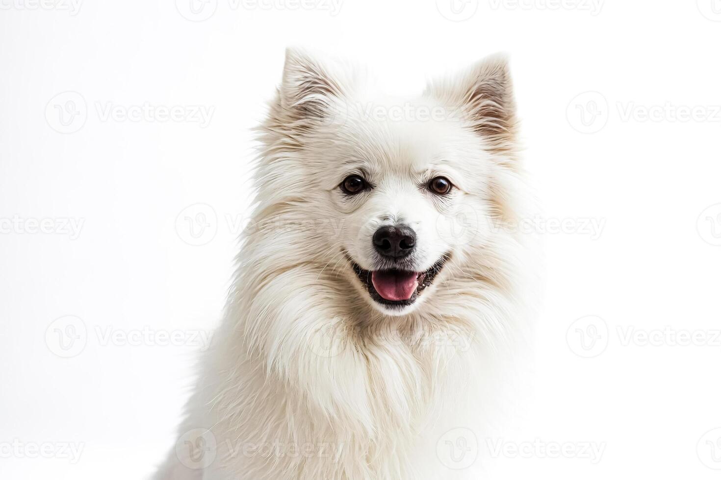 White fluffy dog with tongue out looking at the camera photo