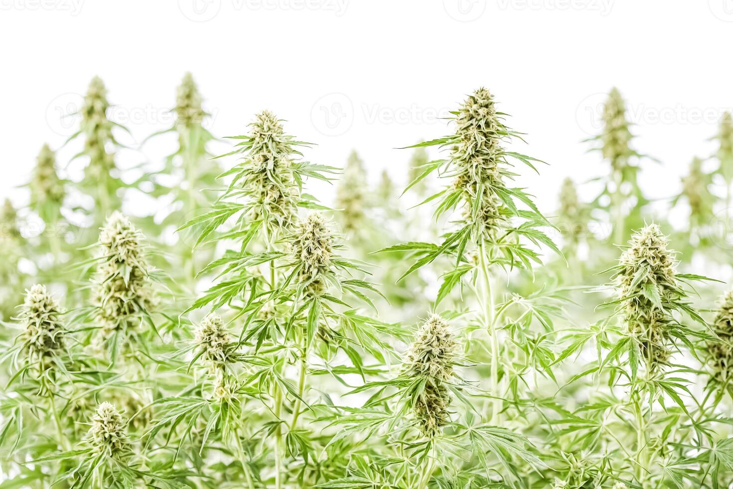 Close-up of Cannabis Plants Blooming in a Field photo