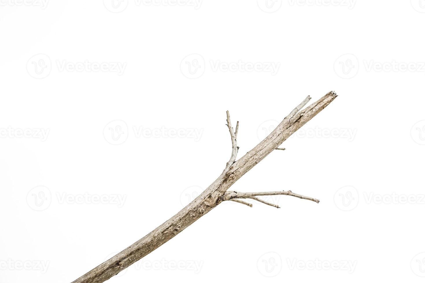 Dry tree branch isolated on white background photo