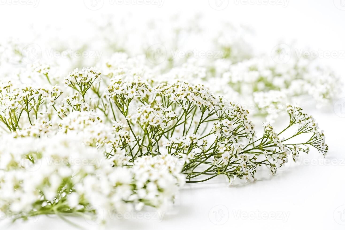 White Baby's Breath Flowers on a White Background photo