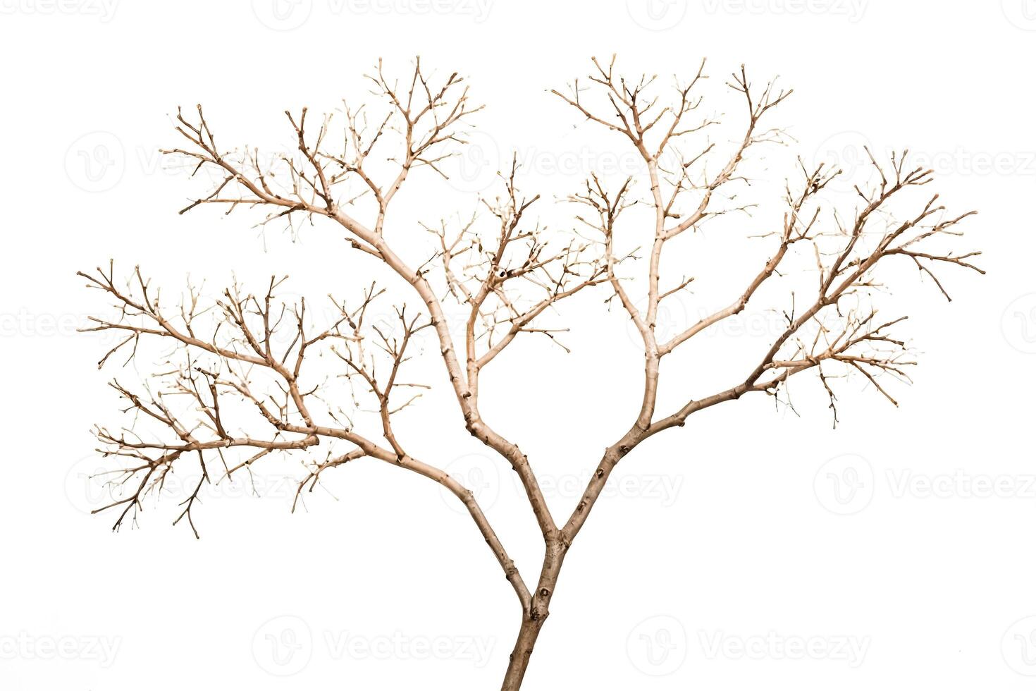 Bare Tree Branches Against White Background photo