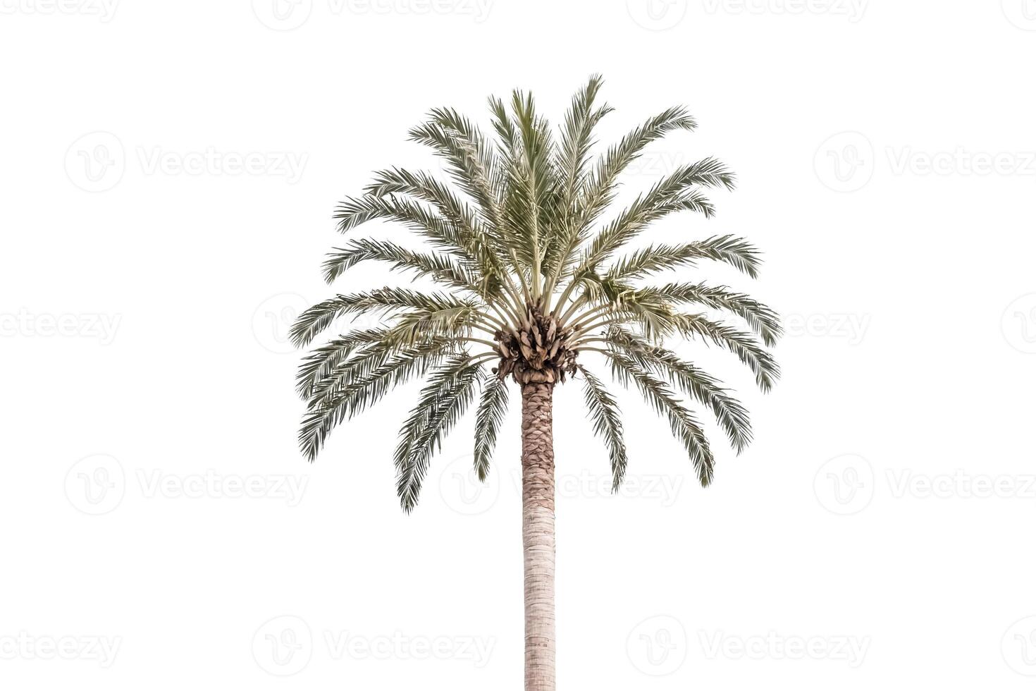 Single Palm Tree Isolated on White Background photo