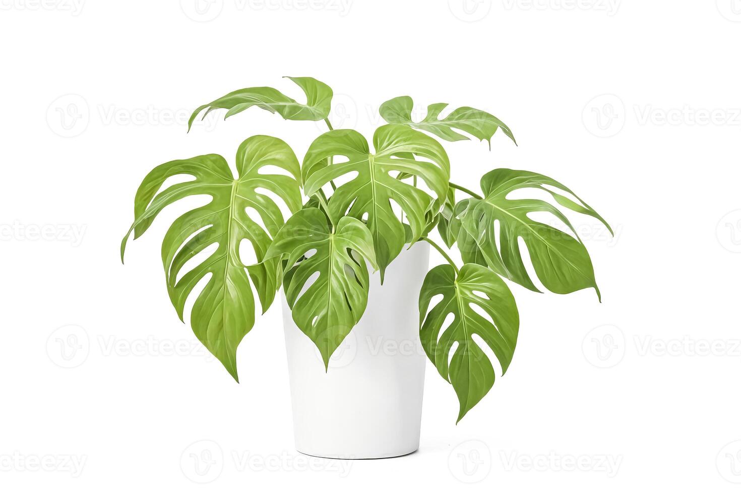 Monstera Deliciosa Plant in a White Pot photo