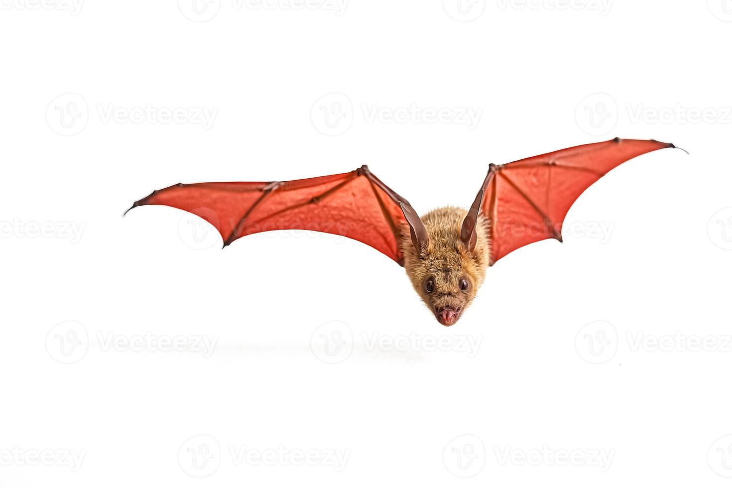 Bat in Flight, Isolated on White Background photo