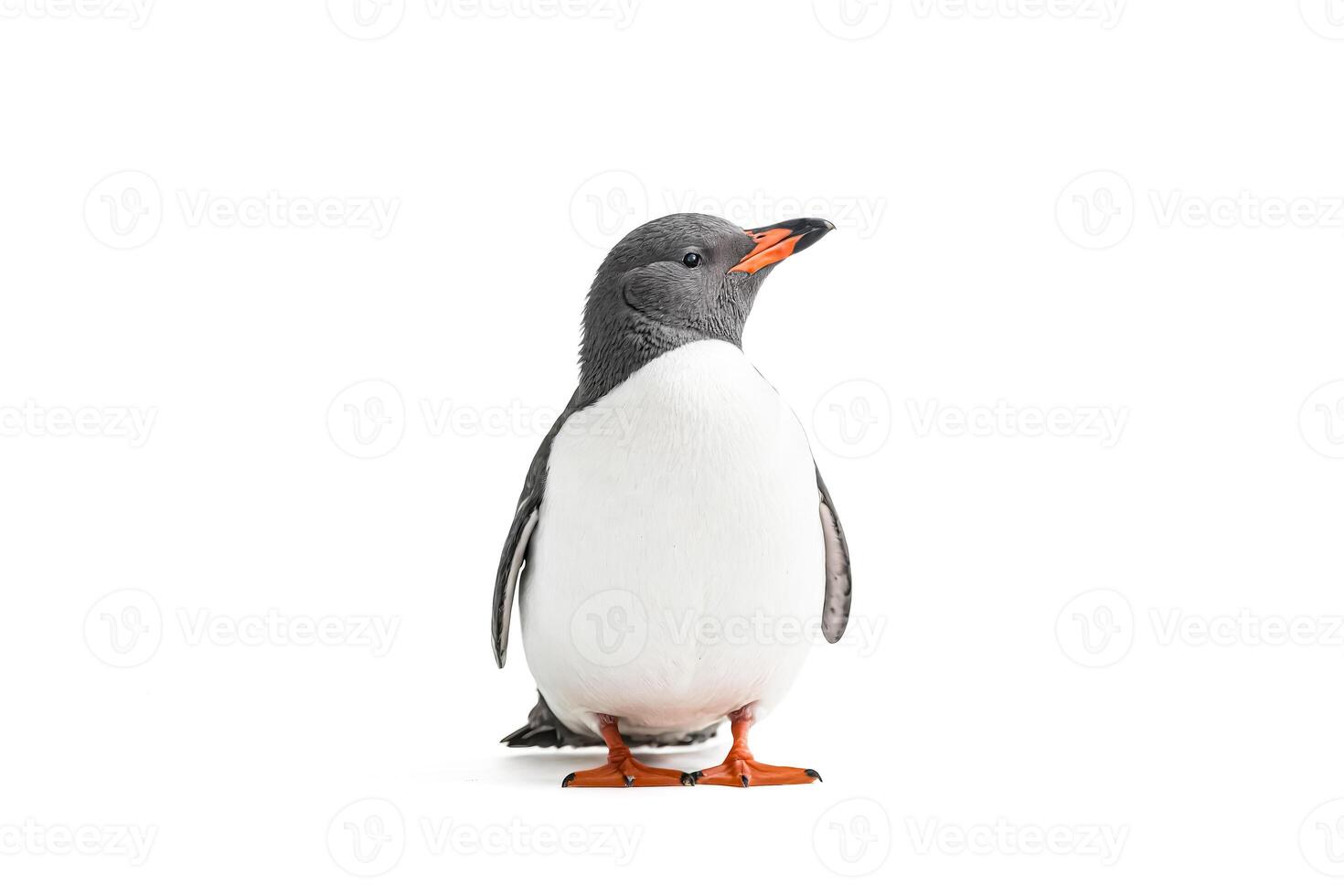 A lone penguin stands on a white background photo
