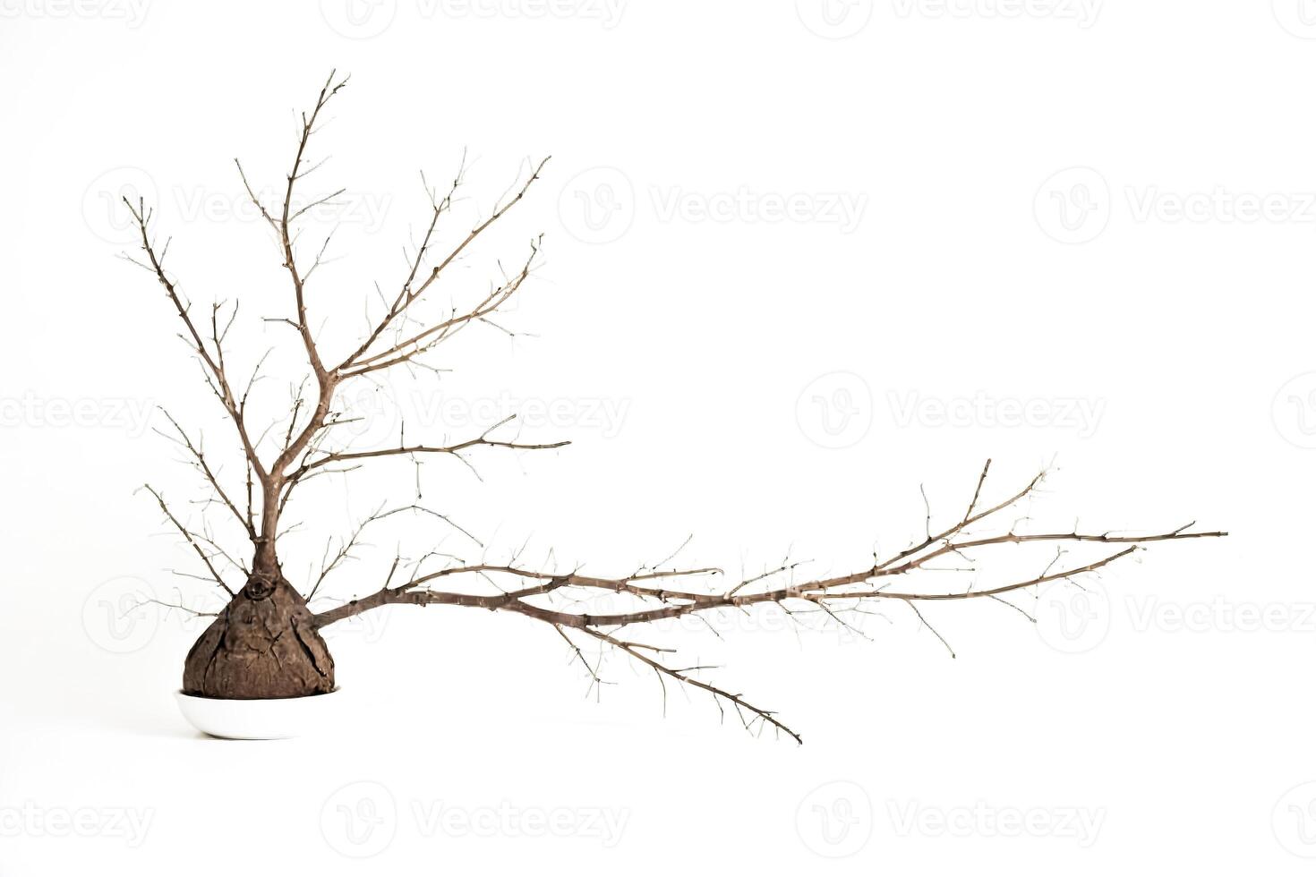 Bare Branches of a Tree in a White Pot on a White Background photo