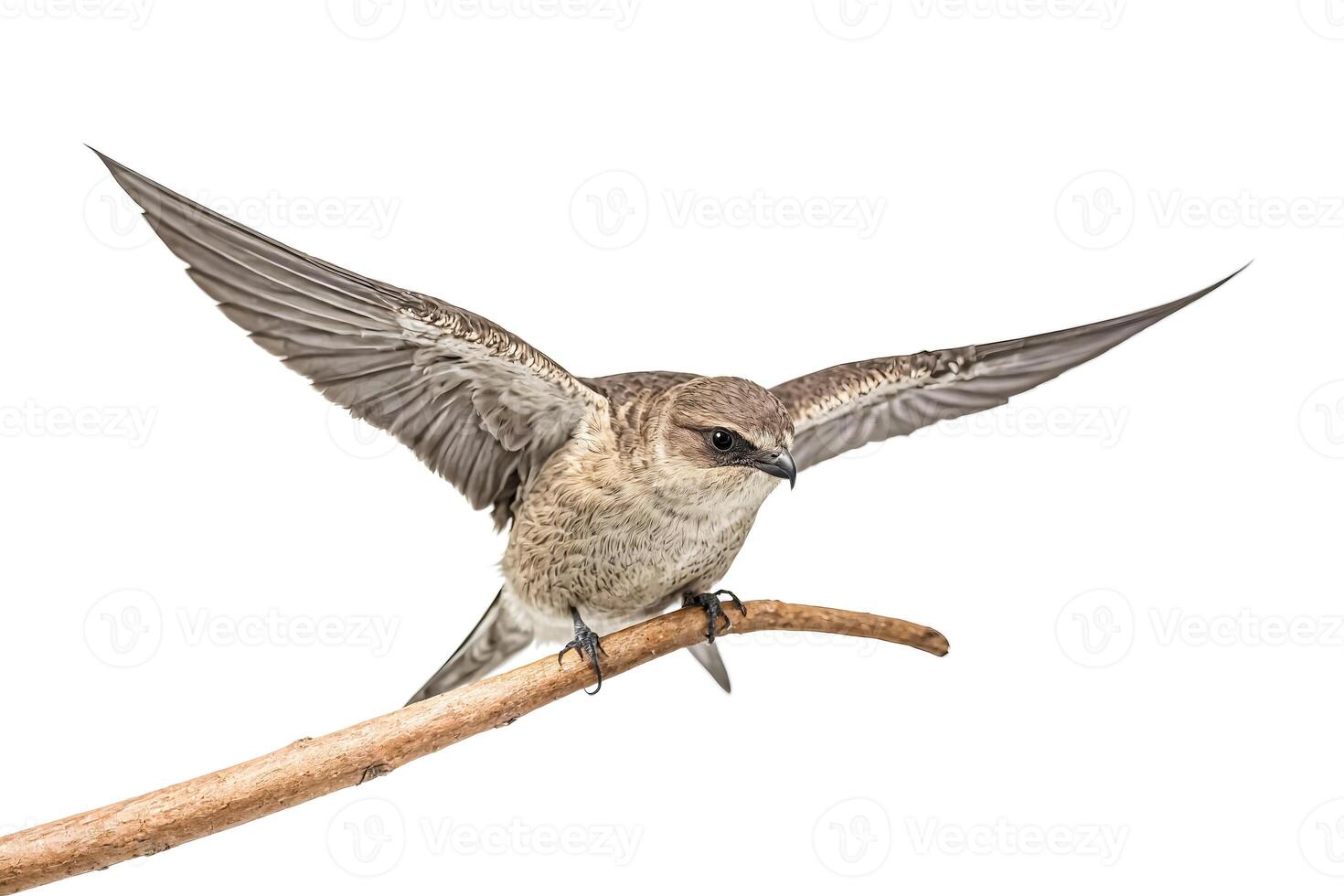 White-throated  Needletail  Perched  on  a  Branch with Spread Wings photo