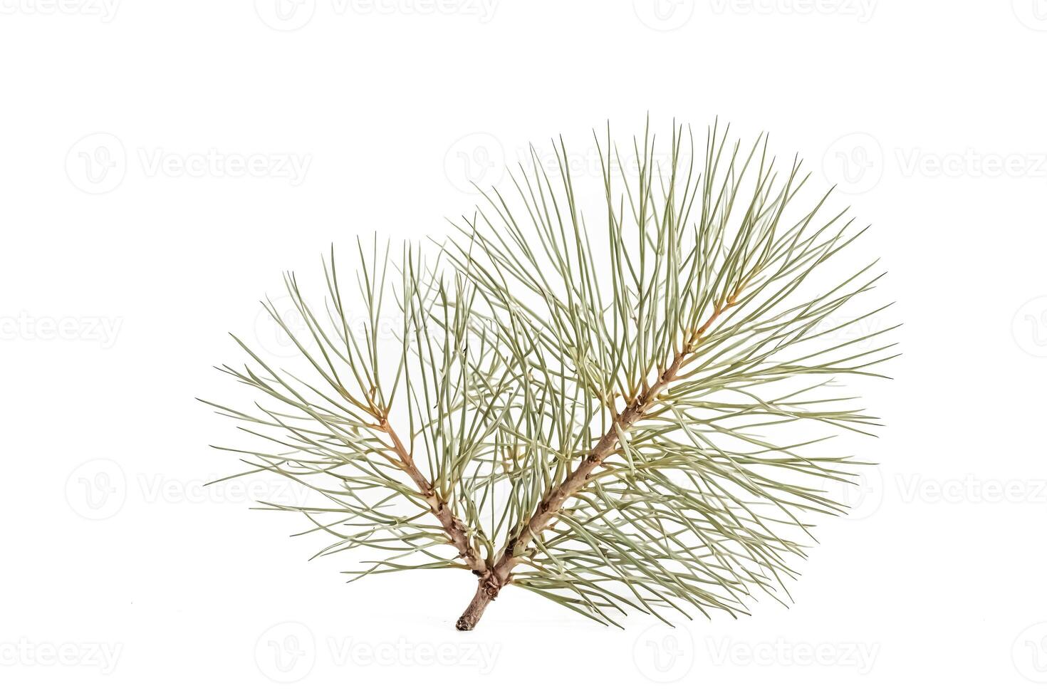 Pine Branch Isolated on White Background photo