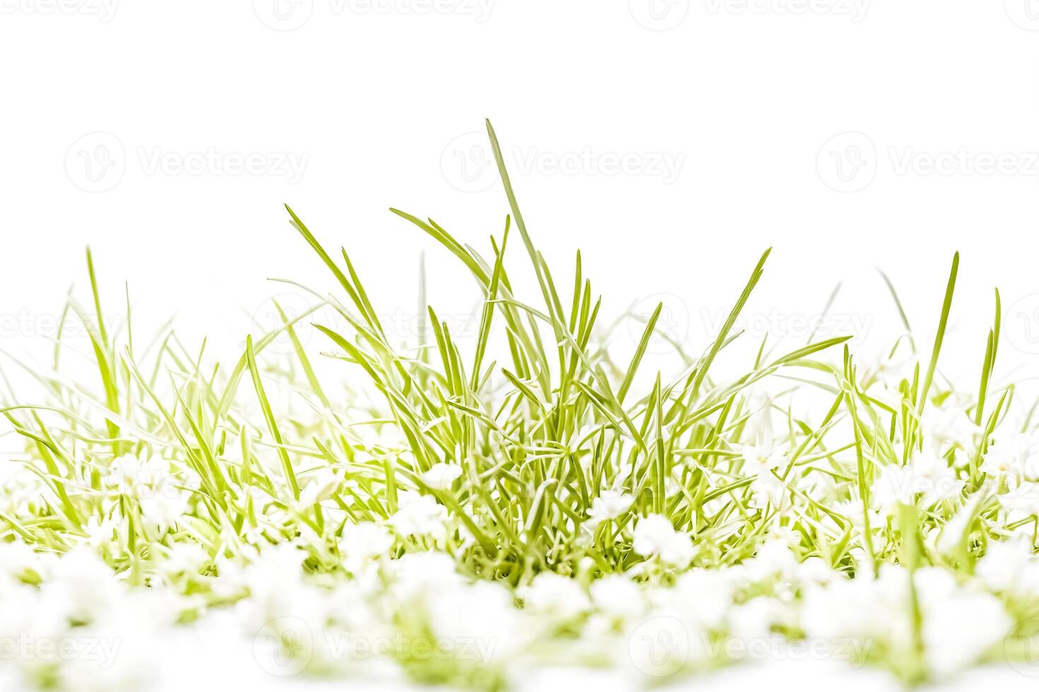 Green Grass and Delicate White Flowers photo