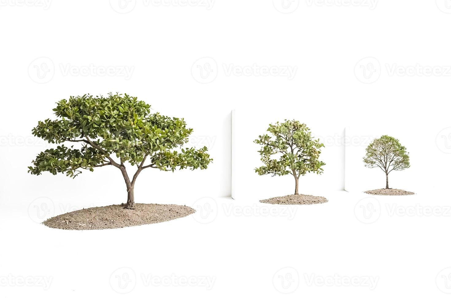 Three trees in a row, isolated on a white background photo