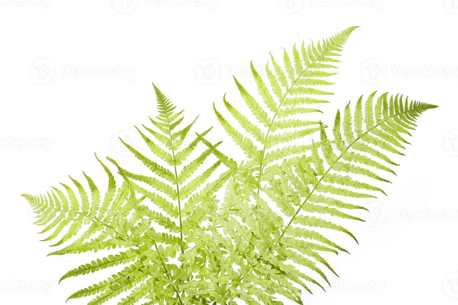 Green Fern Leaf Isolated on White Background photo