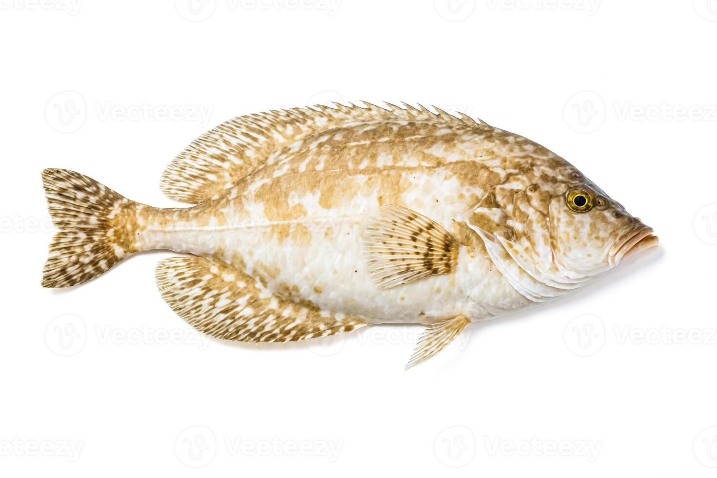 Brown and White Fish on White Background photo