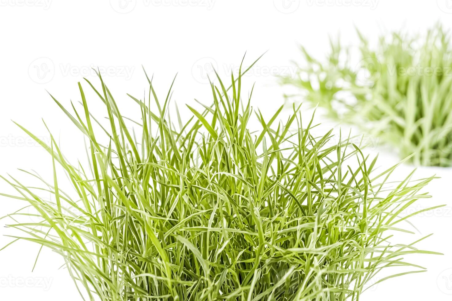 Green Grass Blades on White Background photo