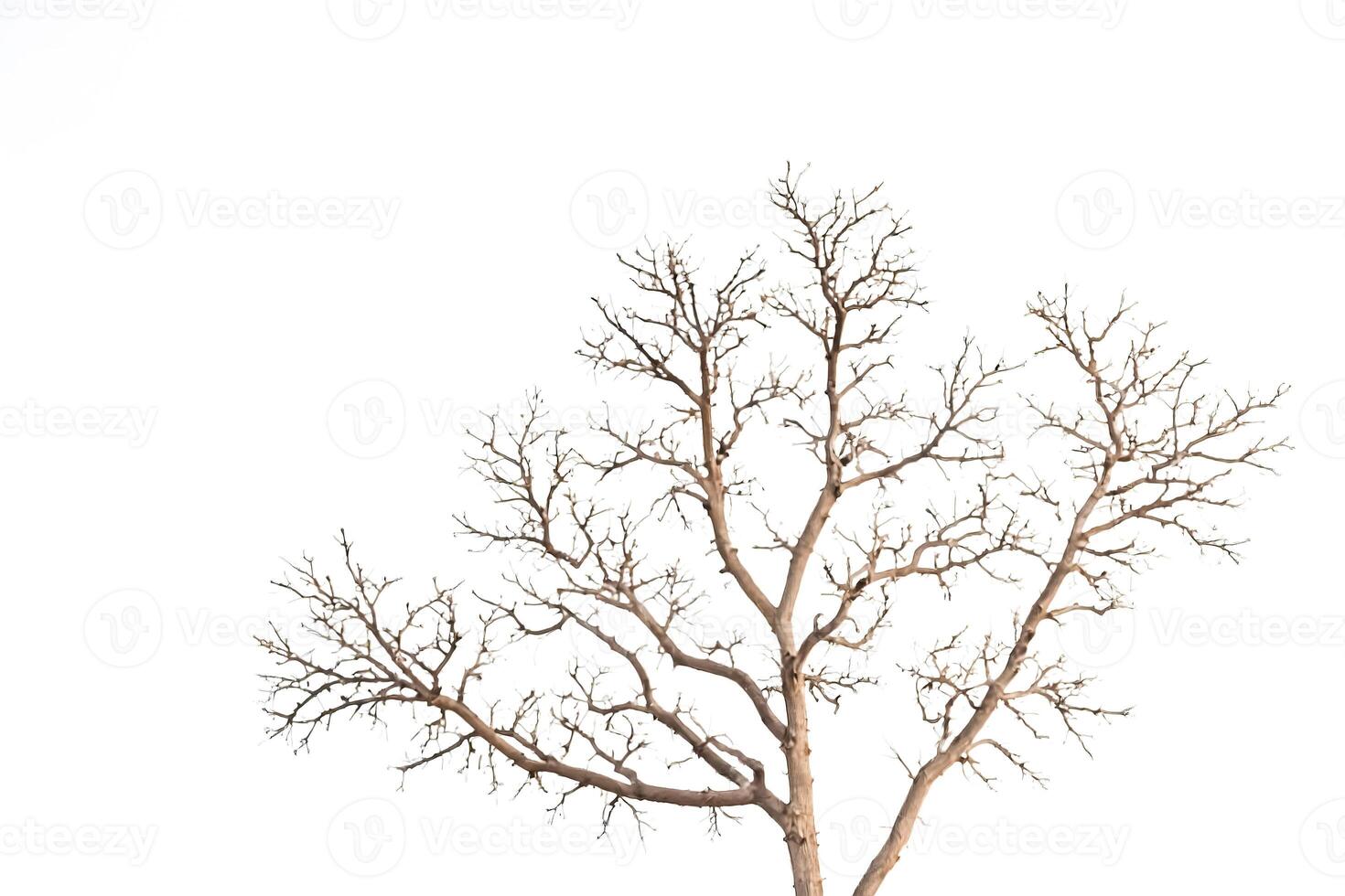Bare Tree Branches Against White Background photo