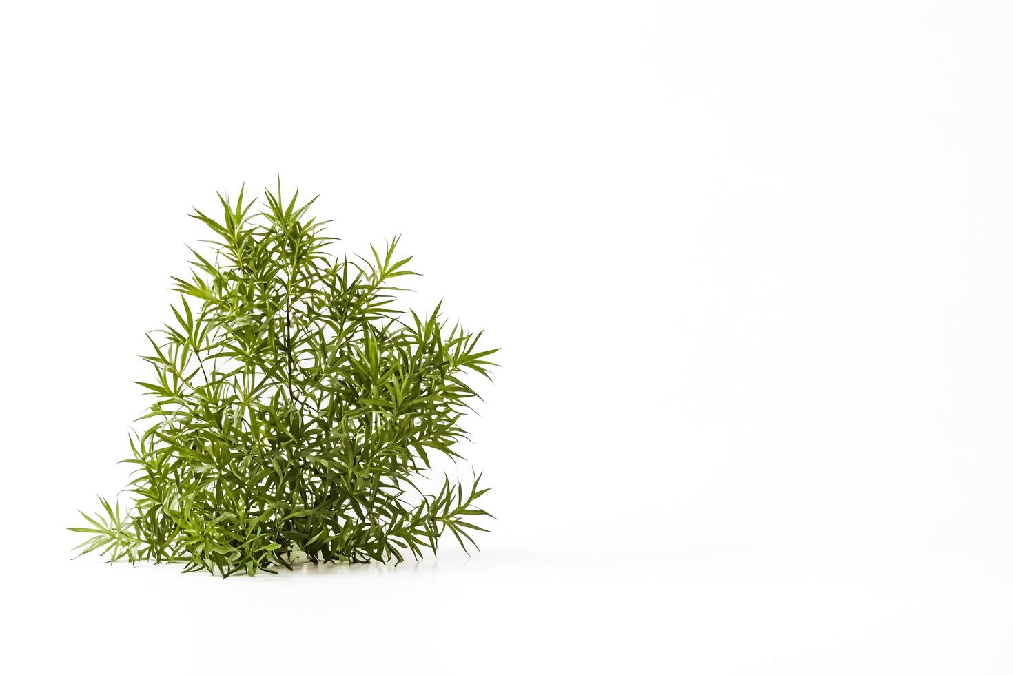 Lush Green Plant on White Background photo