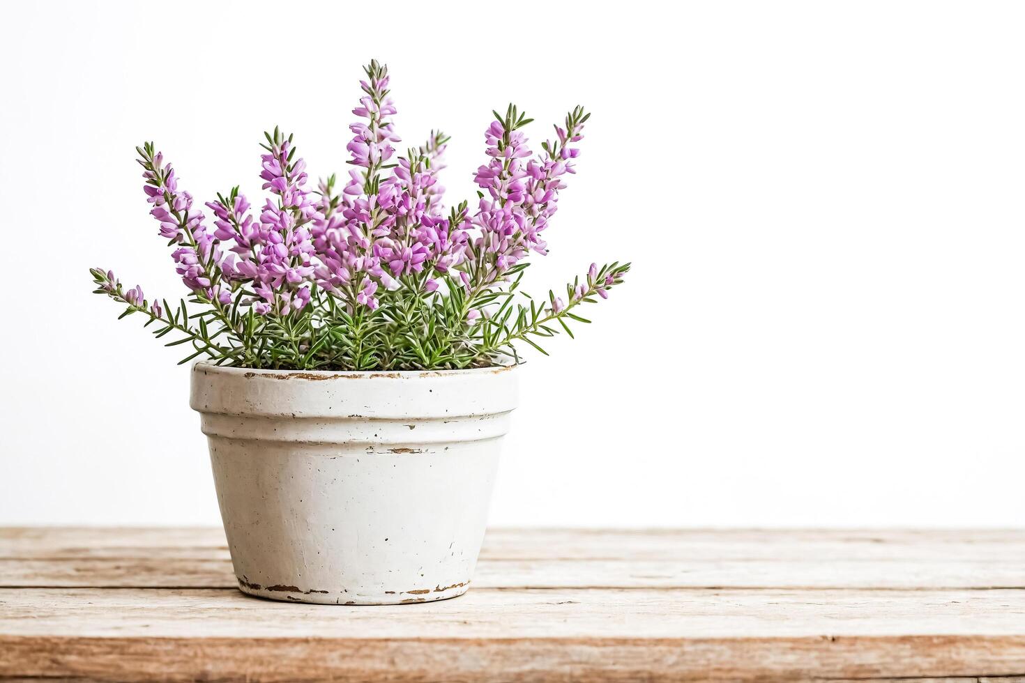 Blooming Heather Plant in a Rustic White Pot photo
