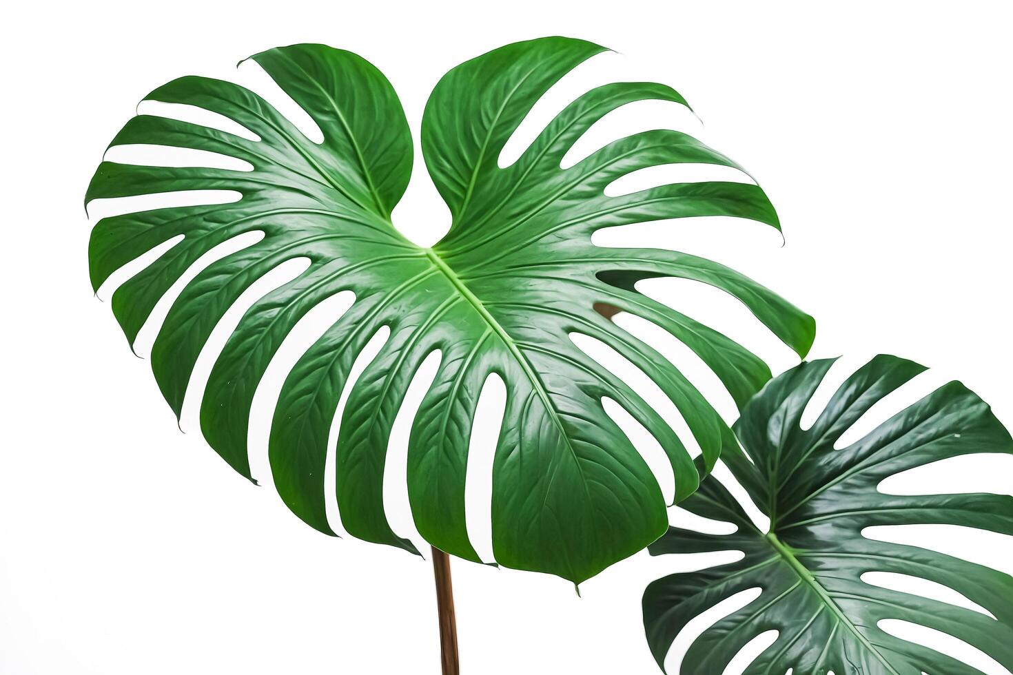 Lush Green Monstera Leaf Isolated on White Background photo