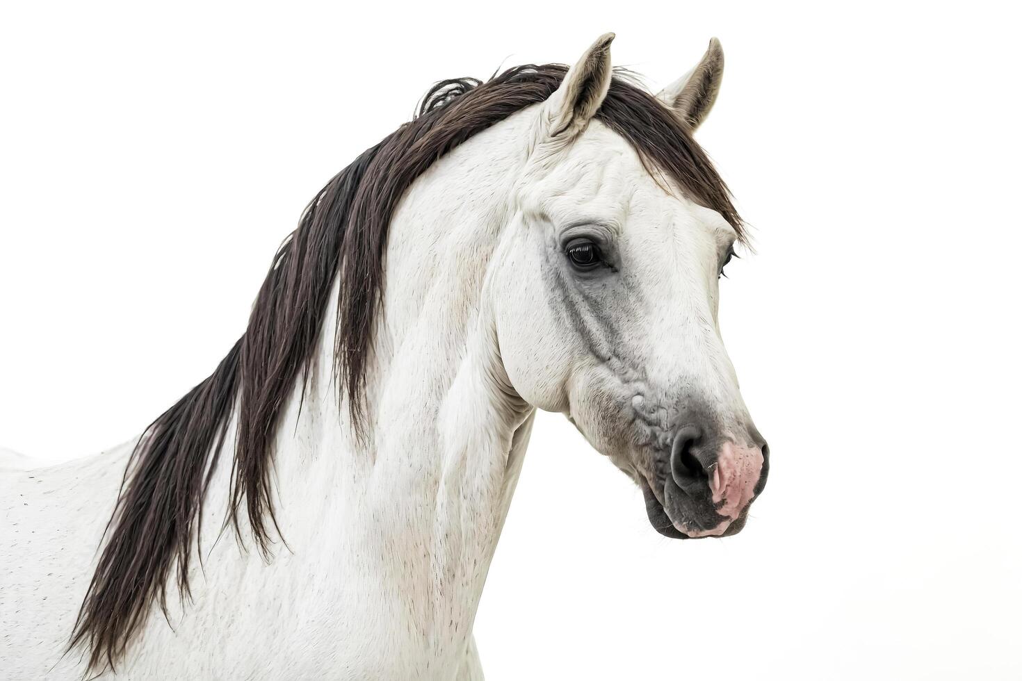 Close-up Portrait of a White Horse with Dark Mane and Tail photo