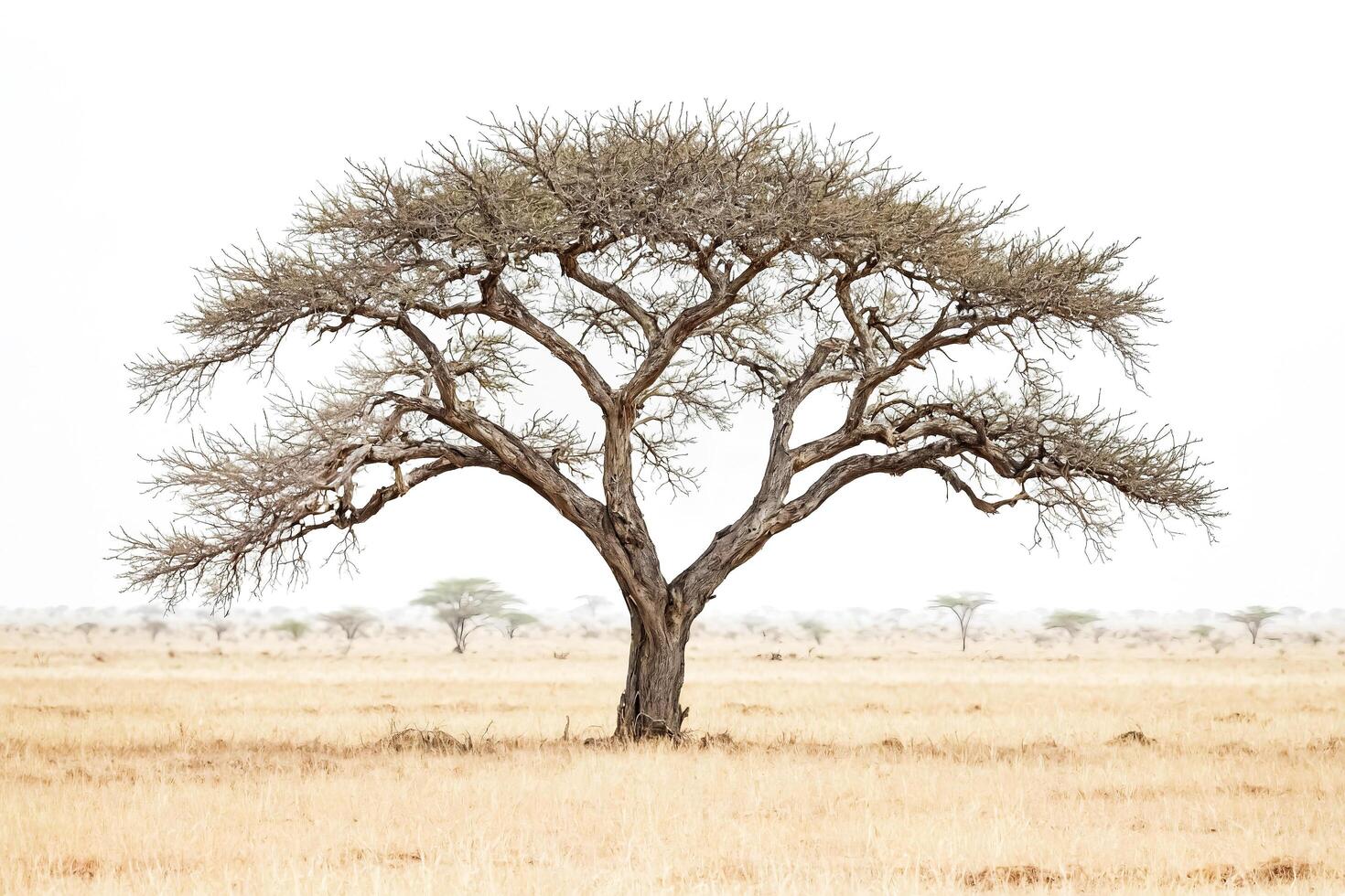 Single Tree in a Savannah Landscape photo