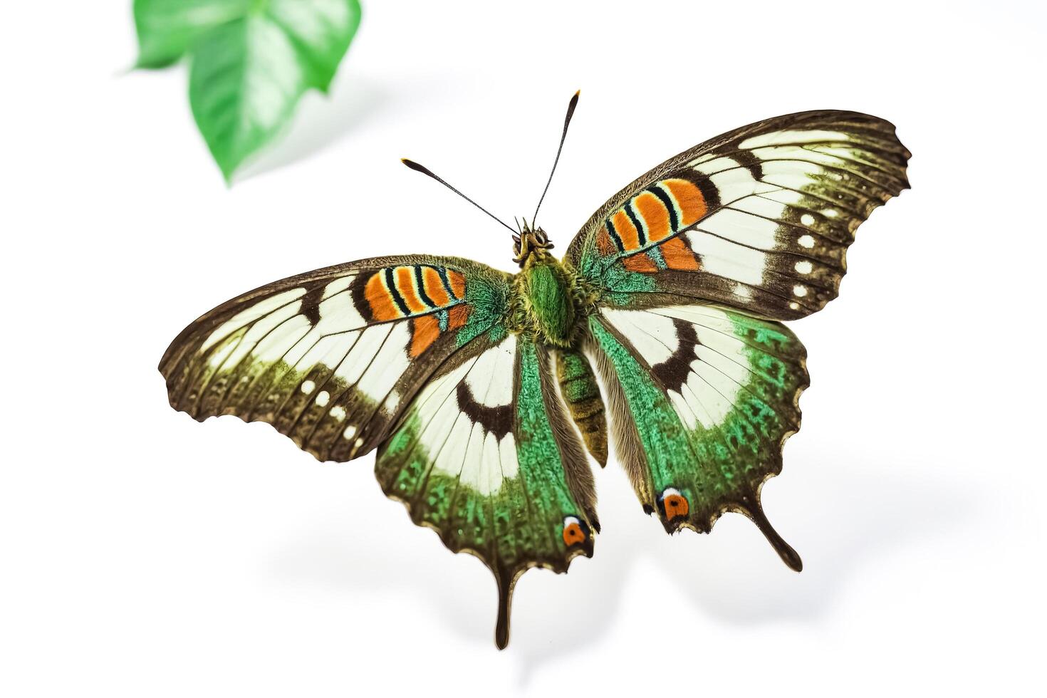 Green and Orange Butterfly with Blurred Leaf in Background photo