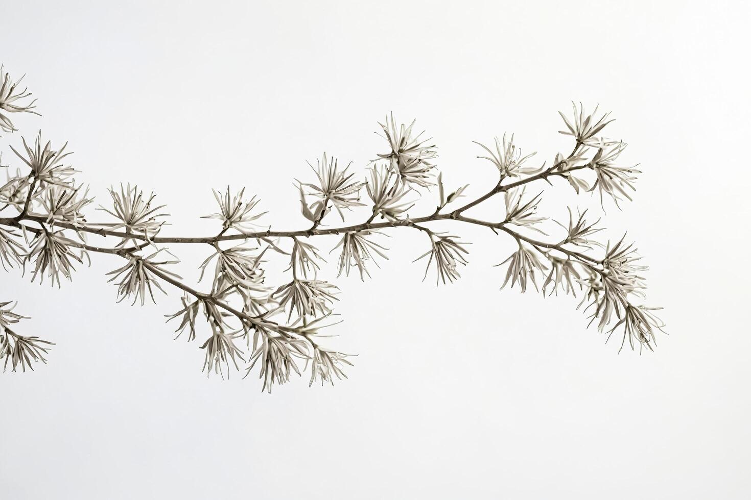 Delicate Branch with White Flowers photo
