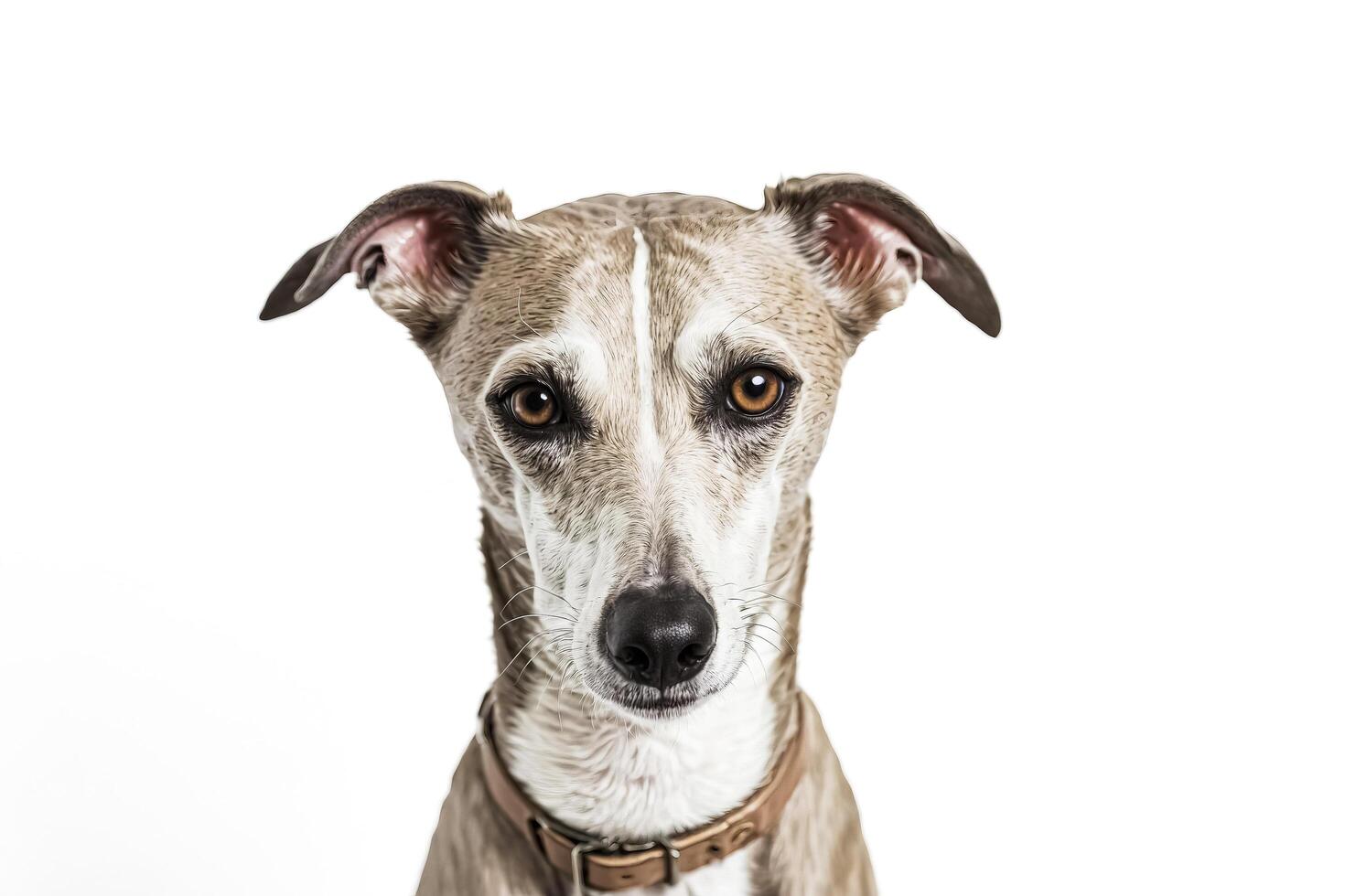 Portrait of a Whippet Dog with Big Brown Eyes photo