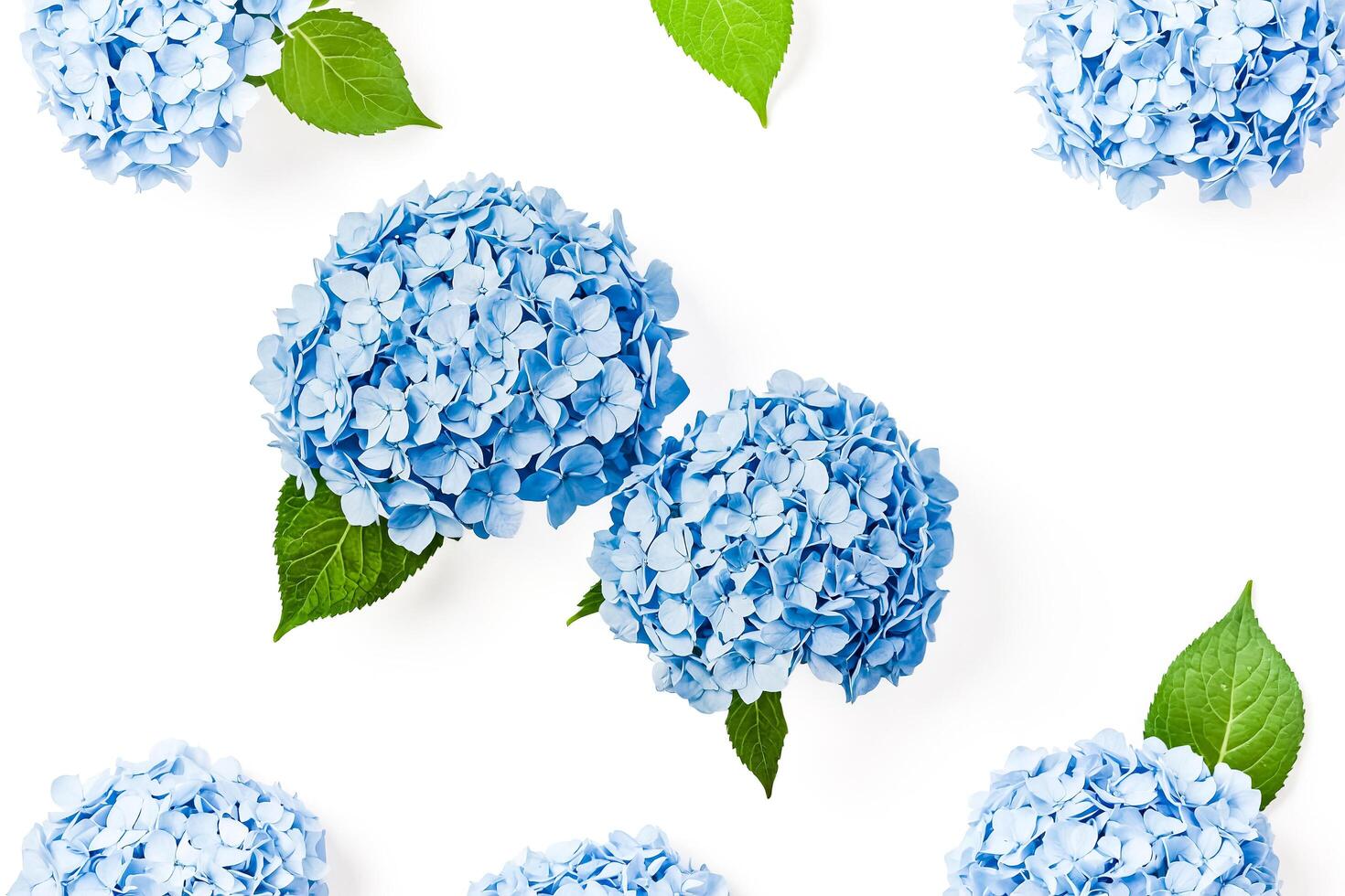 Blue Hydrangea Flowers with Green Leaves on White Background photo