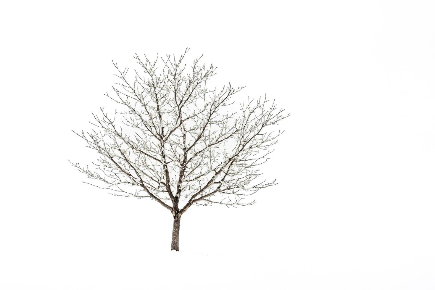 Bare Tree in a Snowy Landscape photo