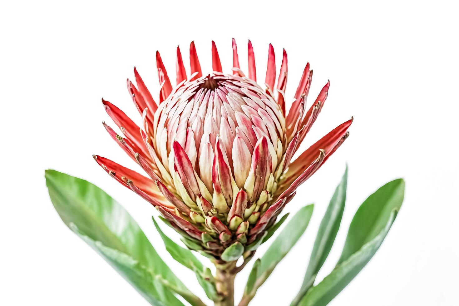 Single Red and White Protea Flower Isolated on White Background photo
