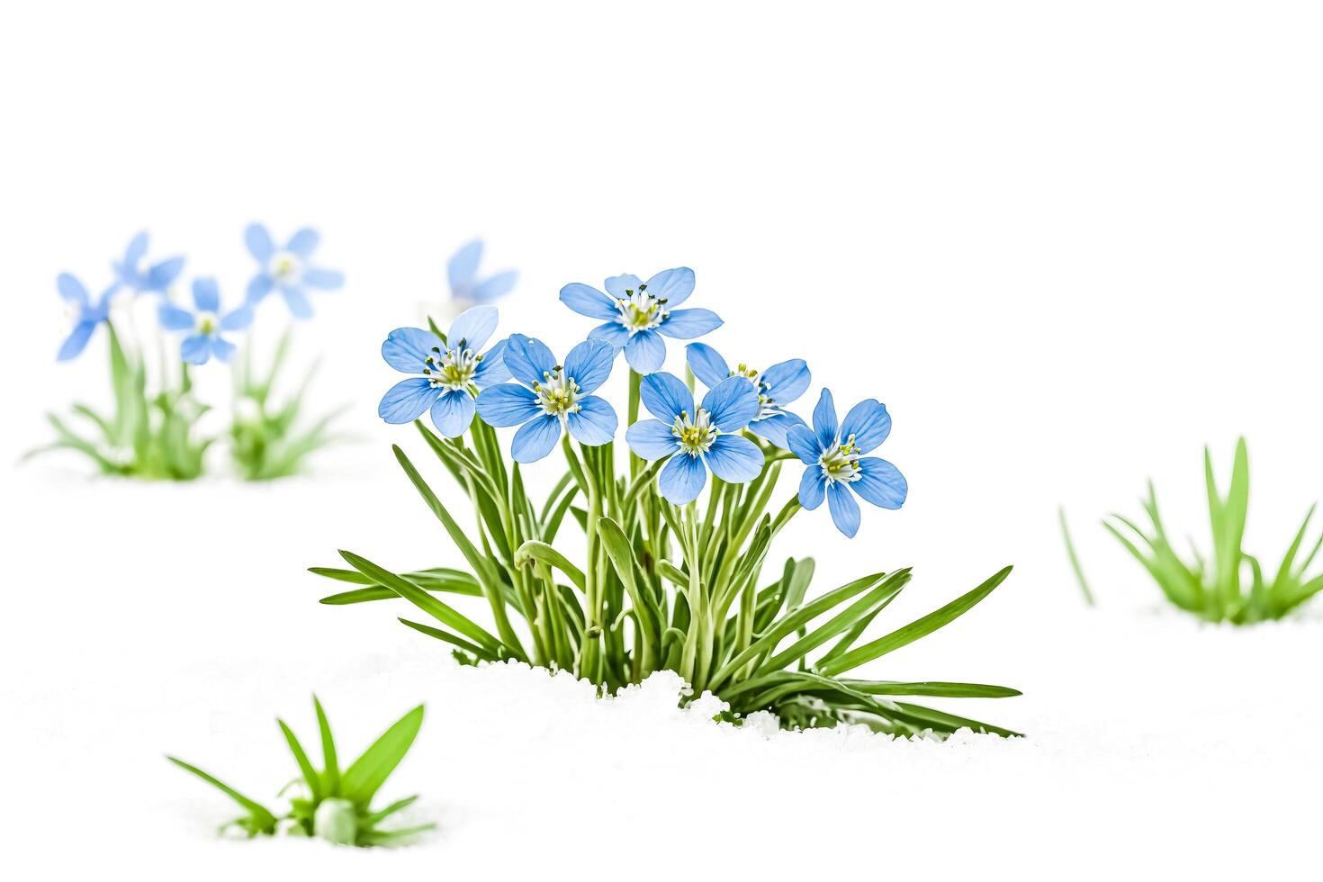 Blue Flowers Emerging from the Snow photo