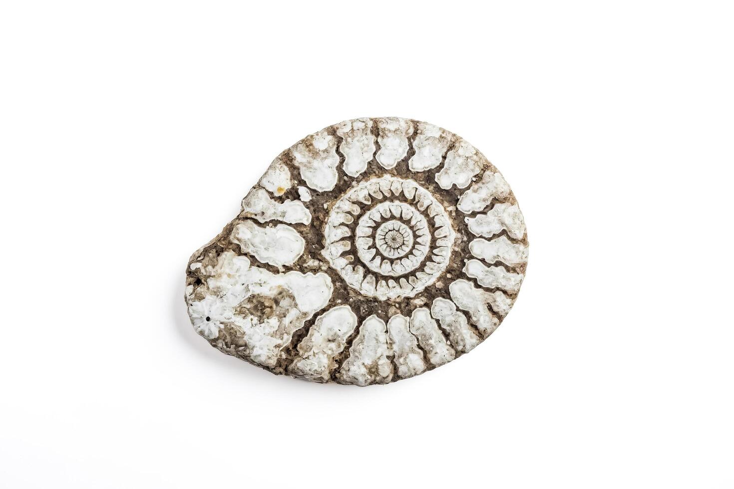 Fossilized Ammonite with White Background photo