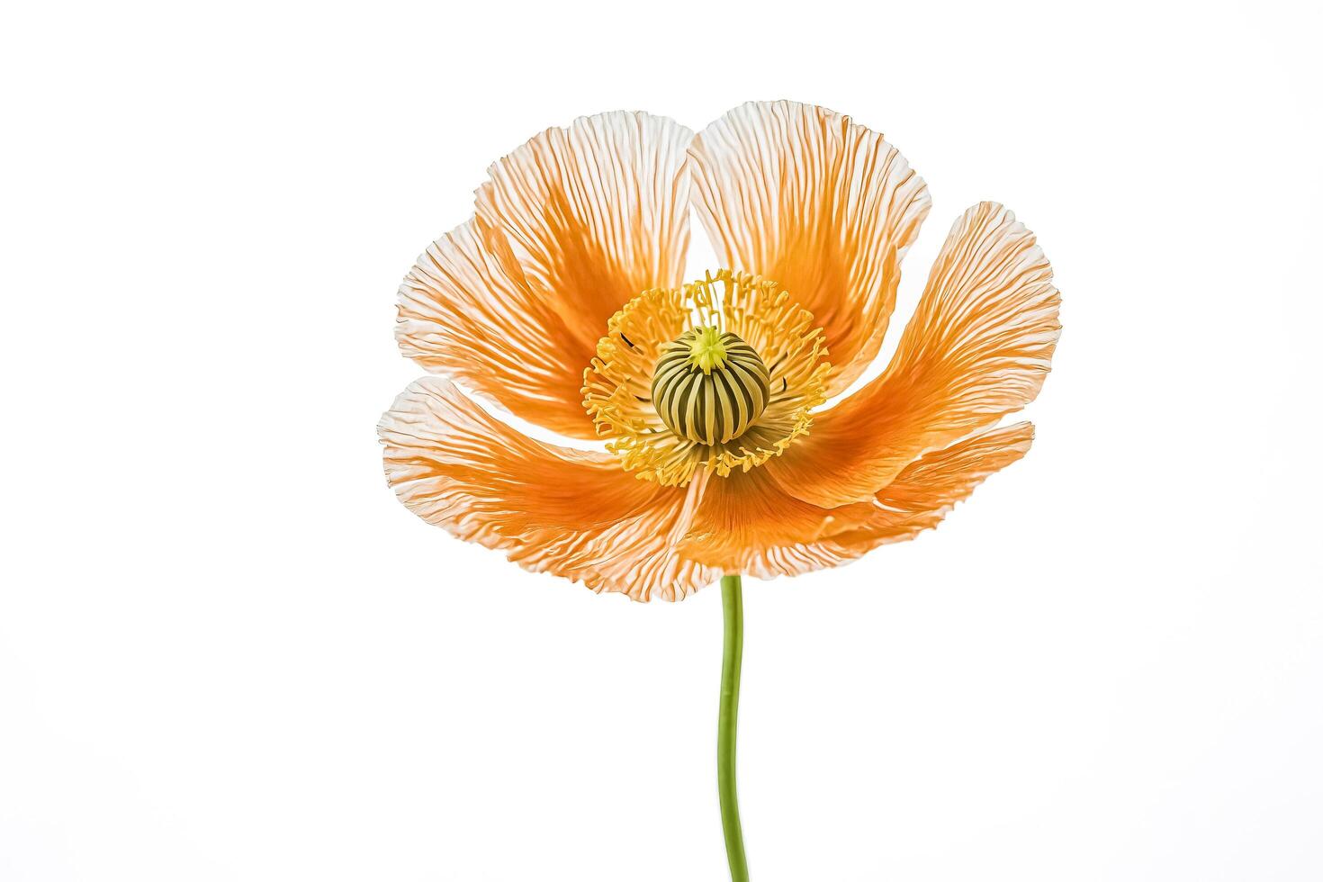 Orange Poppy Flower Isolated on White Background photo