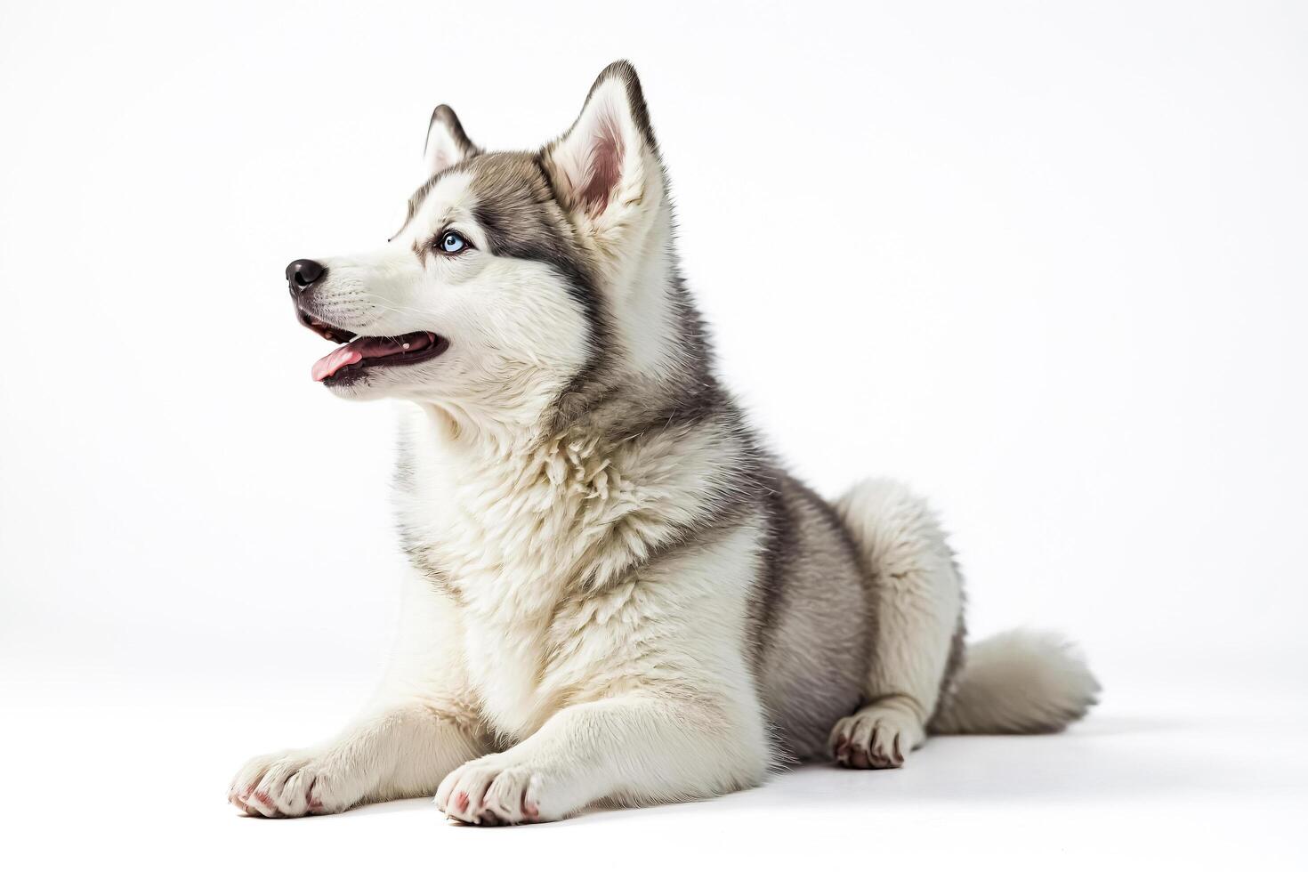 Adorable Husky Puppy with Blue Eyes Lying Down on White Background photo