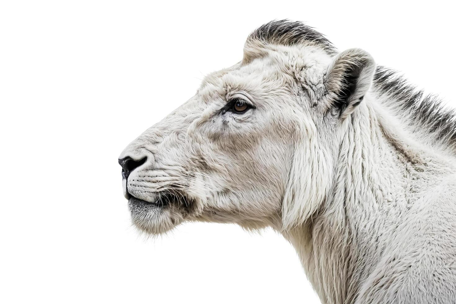 Profile of a White Lion photo
