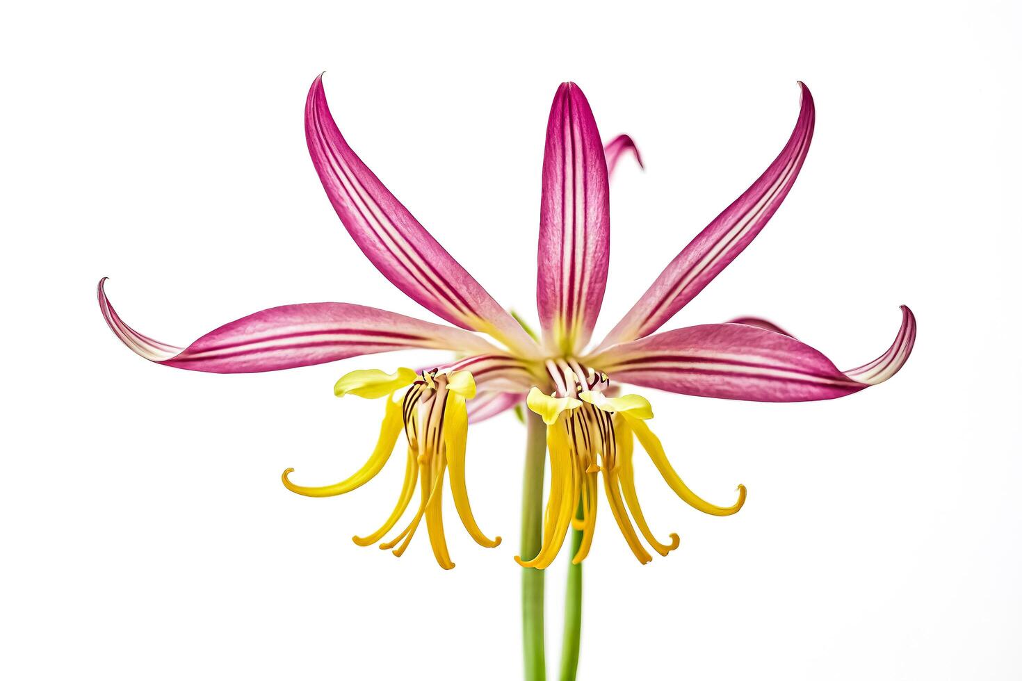 Pink and Yellow Flower on White Background photo