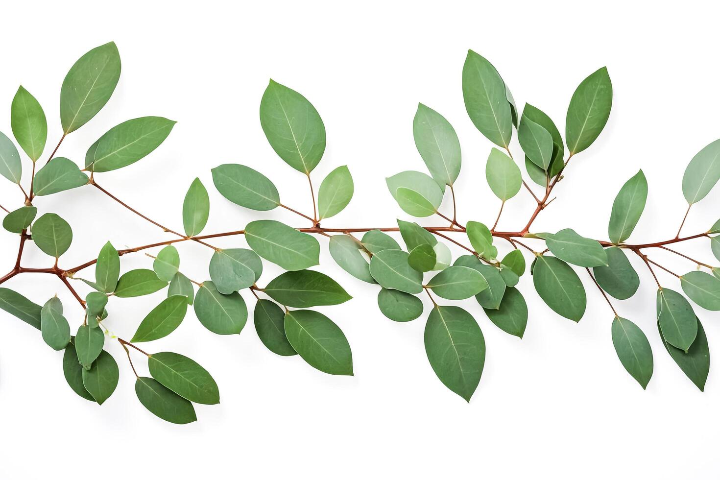 Green Branch with Leaves Isolated on White Background photo