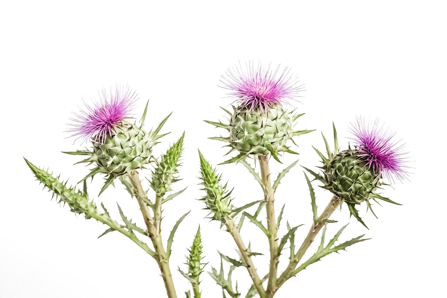 Closeup of Pink Thistle Flowers on White Background photo
