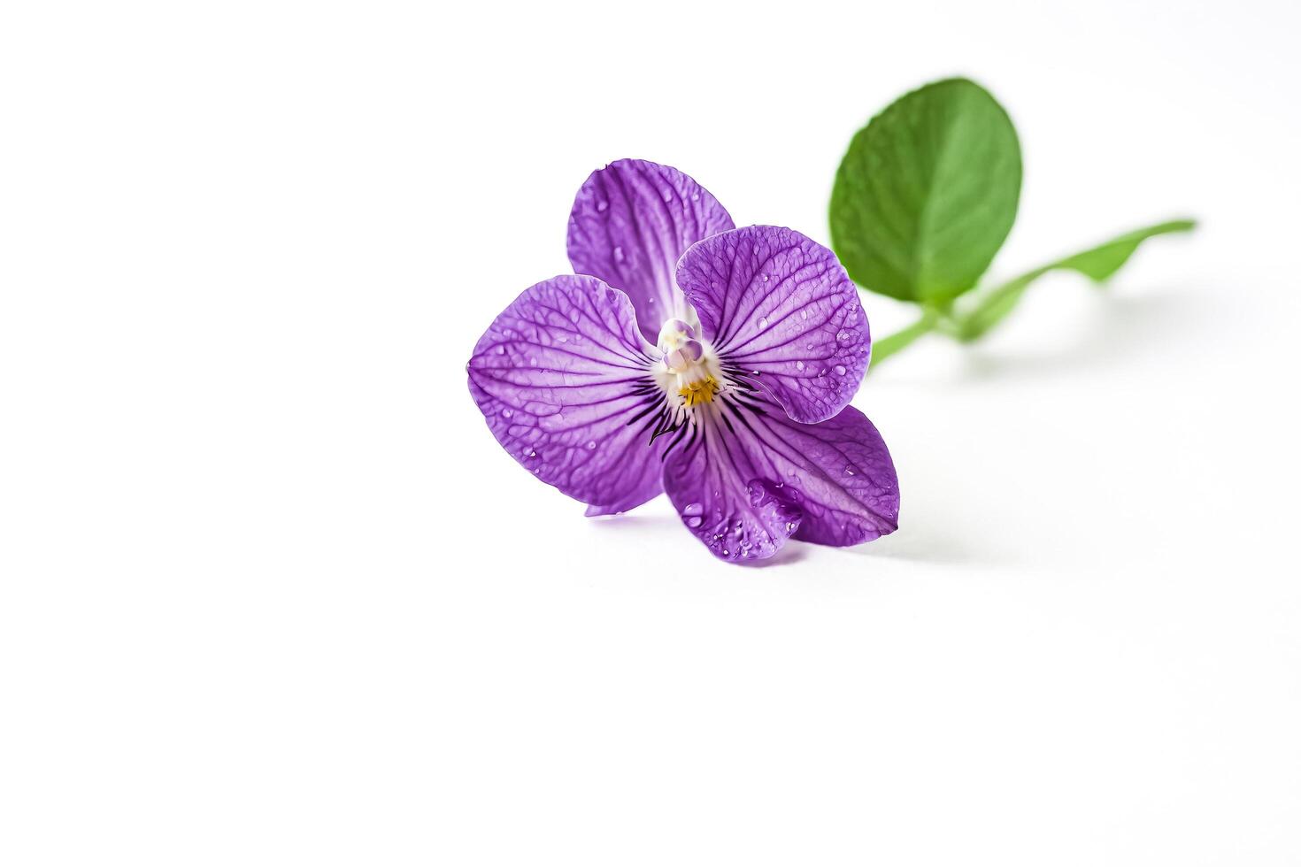 Single Purple Pansy Flower with Dew Drops photo