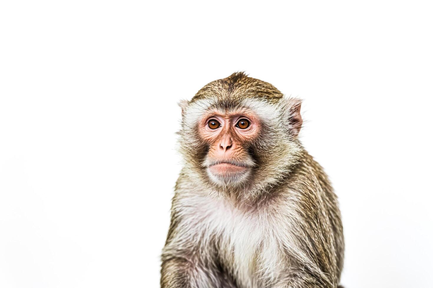 Close Up Portrait of a Monkey photo