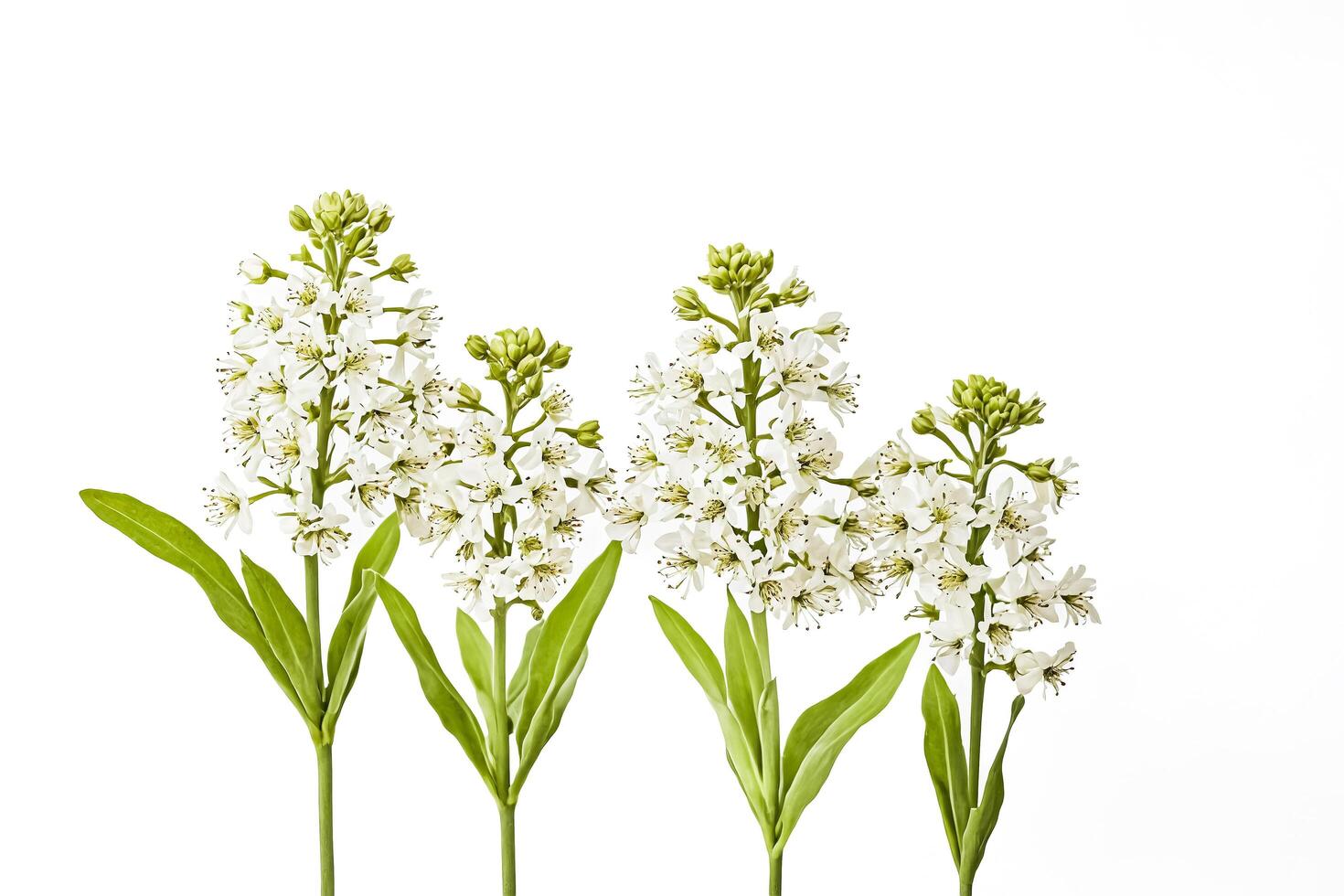 Three white flower branches isolated on white background photo