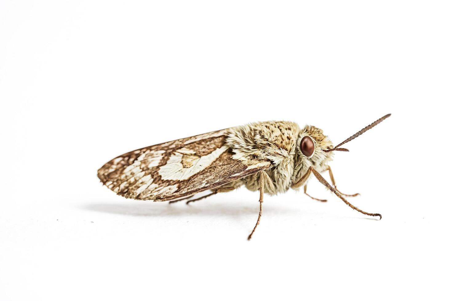 Close-Up of a Moth on a White Background photo