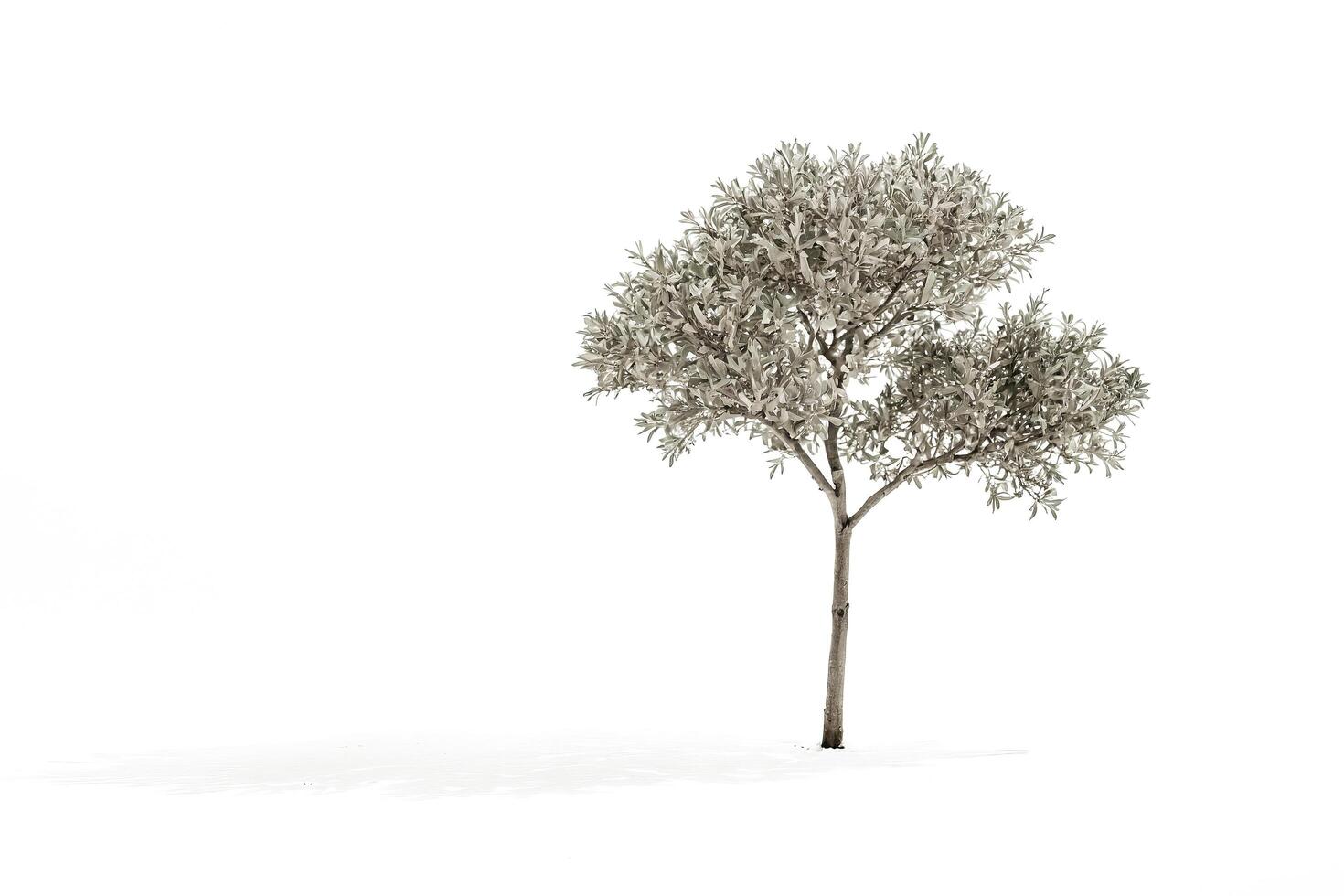Single Tree in a Snowy Landscape photo