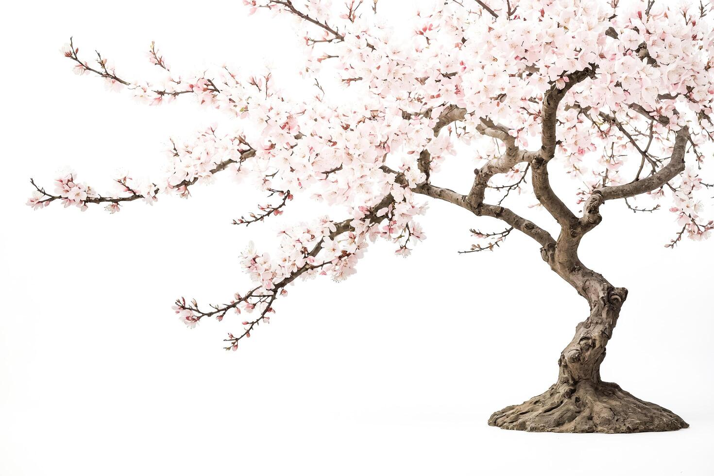 Cherry Blossom Tree Branch Isolated on White Background photo